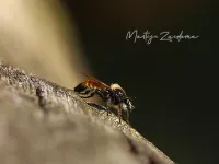 Gele hommelroofvlieg [Laphria flava]